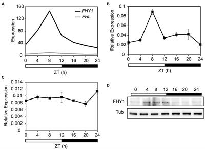 Arabidopsis Circadian Clock Repress Phytochrome a Signaling